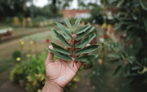 নিম পাতার উপকারিতা ও অপকারিতা